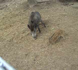 Tierpark Vogelhäusel Rauenberg