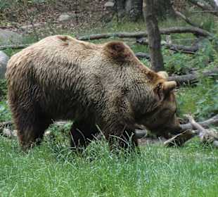 Bär im Tierpark