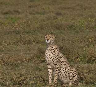 Gepard