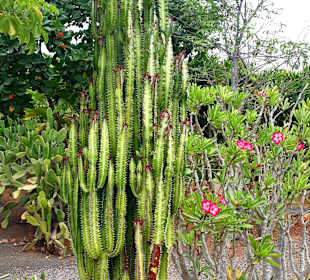 Botanischer Garten Viveiro