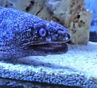 Impressionen aus dem Meeresaquarium