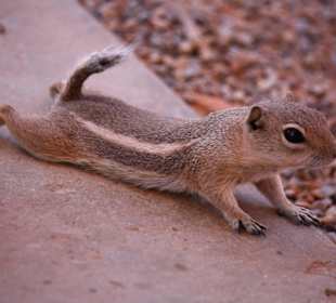 Kleines Erdhörnchen