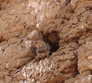 Jeden z setek ptaszków na Abu Simbel