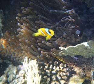 Amphiprion bicinctus 