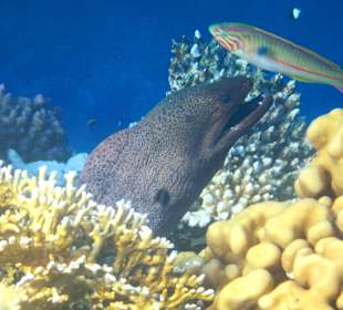 Schnorcheln Marsa Alam