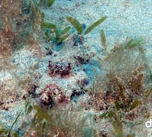 Schnorcheln Marsa Alam