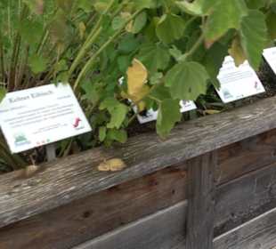 Andechser Kräutergarten