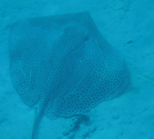 Stachelrochen Hotel Prima Life Makadi Bay