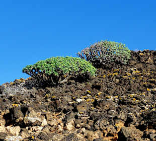 Impressionen von Lobos