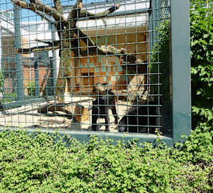 Schwarzes Panther Gehege