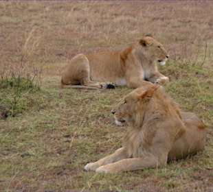 Löwenpärchen - Kenia