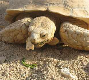 Im Beduinendorf (Quadtour)