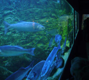Meeresaquarium