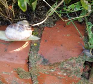 Schneckenrennen auf dem Oberland