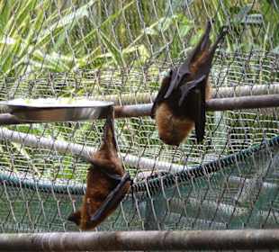 Vanille Crocodile Park