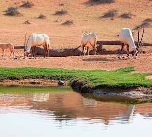 Wüstentour Ras al Khaimah