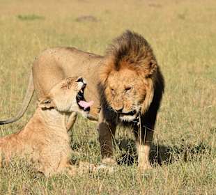 Geführte Touren Marco Polo Tours & Safaris Diani Beach