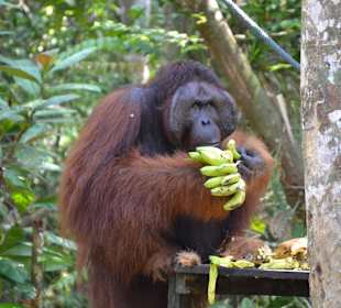 Ritchie - das Alpha-Männchen