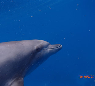 Delfinschwimmen Delfine & Meer