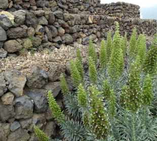 Pyramiden von Güimar