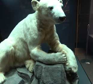 Museum der Naturkunde