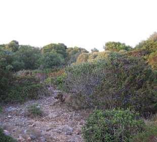Naturschutzgebiet zwischen Sa Coma und Cala Millor