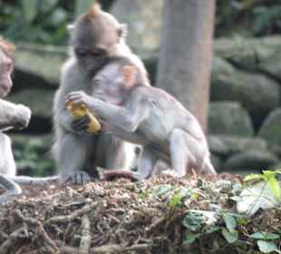 Monkey Forest & Park