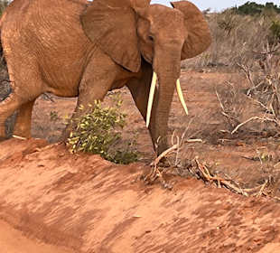 Wildnis Tours and Safaris - Diani Beach