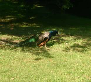 Páv v Růžové zahradě