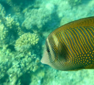 Schnorcheln Hurghada