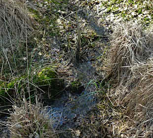 Impressionen aus der Gellener Torfmöörte