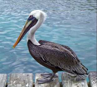 Curacao Sea-Aquarium