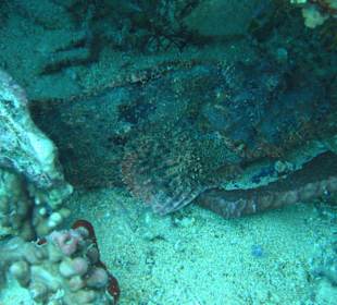 Bärtiger Drachenkopf