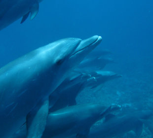 Delphintour mit SimSim