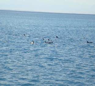 Schule von Delphinen