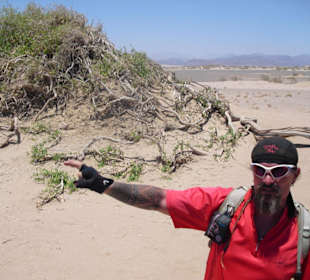 Ein Arrakbaum oder auch "Zahnbürstenbaum" genannt