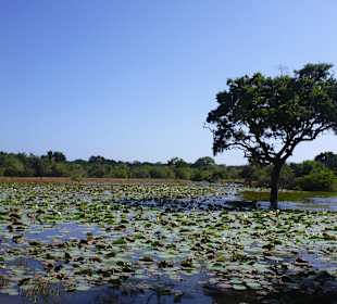 Yala Nationalpark - Seerosenteich