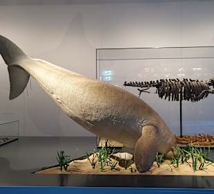 Naturhistorisches Museum