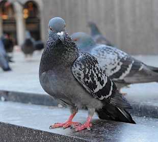 Taube auf der Piazza del Duomo