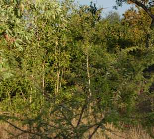 Krüger Nationalpark