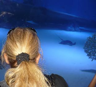 Röhren Aquarium Antalya 