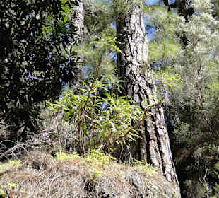 Caldera de Taburiente