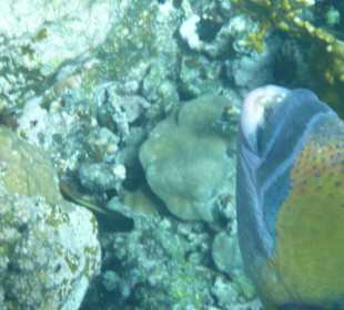 Titan Drückerfisch am Tulip Resort