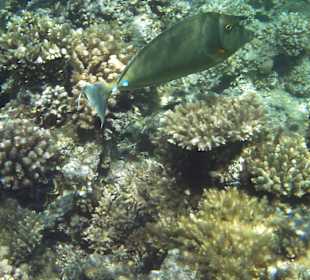 Blauklingen Nasendoktor