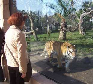 Tiger zum Greifen nah