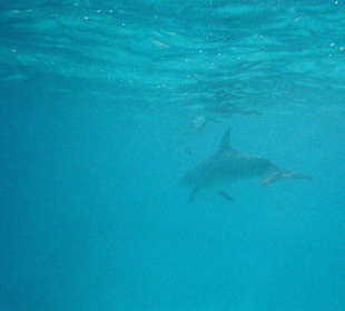Dolphin House 2