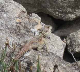 Echsen ohne Ende in der antiken Stadt Salamis