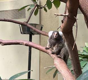 Tiergarten Straubing