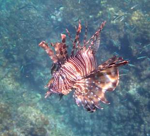 Unterwasserwelt Musandam