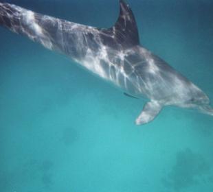Da sind sie... Delphine unter Wasser!